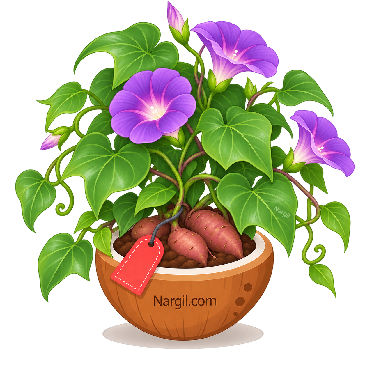 Nargil_Ipomoea batatas